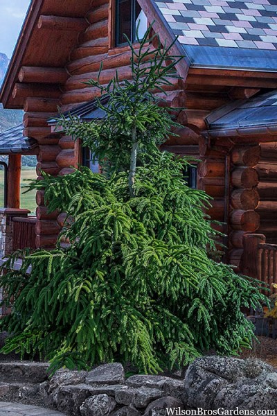 Gowdy Oriental Spruce - 1 Gallon Pot