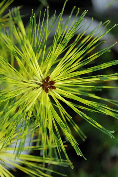 Rainbow Japanese Red Pine - 6 Gallon Pot