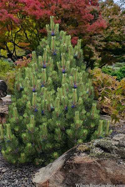 Indigo Eyes Bosnian Pine