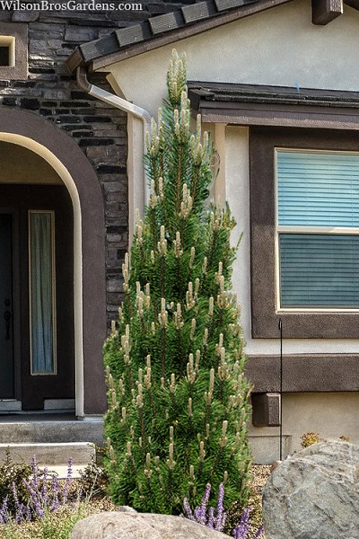 Komet Austrian Pine