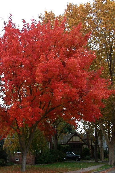 Red Push Pistache Tree - 3 Gallon Pot