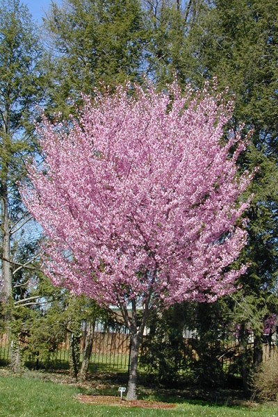 Dream Catcher Pink Flowering Cherry Tree - 3 Gallon Pot