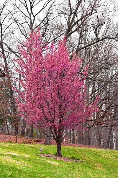 First Lady Pink Flowering Cherry Tree - 3 Gallon Pot