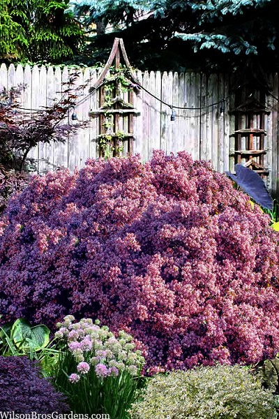 Majestic Beauty Indian Hawthorn - 7 Gallon Pot