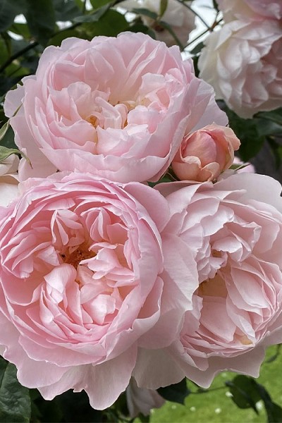 Gentle Hermione English Shrub Rose (David Austin) - 3 Gallon Pot