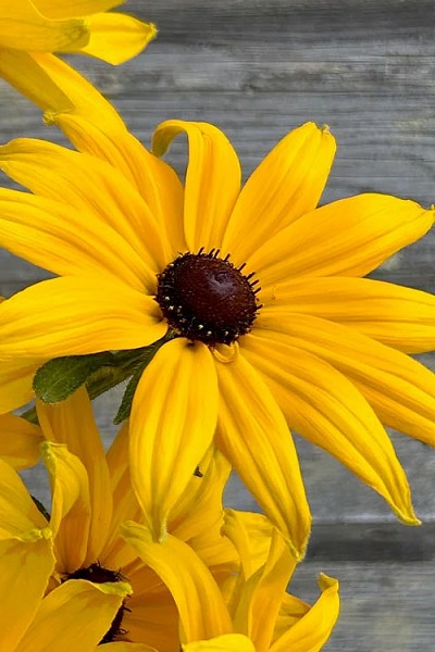 Indian Summer Black-Eyed Susan (Gloriosa Daisy) - 1 Gallon Pot