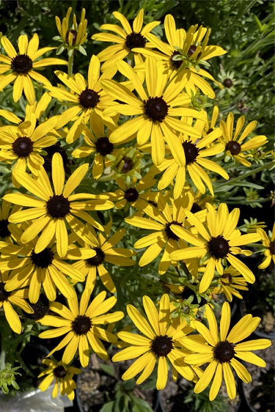 Sweet as Honey Black Eyed Susan (Rudbeckia) - 1 Gallon Pot