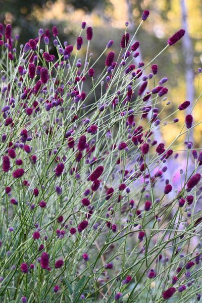 Plum Drops Burnet (Sanguisorba) - 1 Gallon Pot