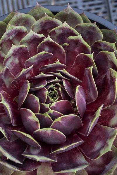 SuperSemp 'Fire Quartz' Hen and Chicks (Sempervivum) - 5 Pack of Pint Pots