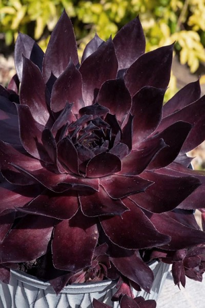 SuperSemp 'Onyx' Hen and Chicks (Sempervivum) - 5 Pack of Pint Pots