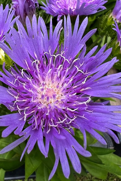 Mel's Blue Stoke's Aster (Stokesia) - 1 Gallon Pot