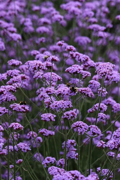 Vanity Tall Verbena (Vervain) - 1 Gallon Pot