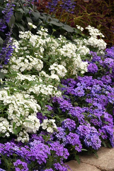 EnduraScape Blue Verbena - 5 Pack of Pint Pots