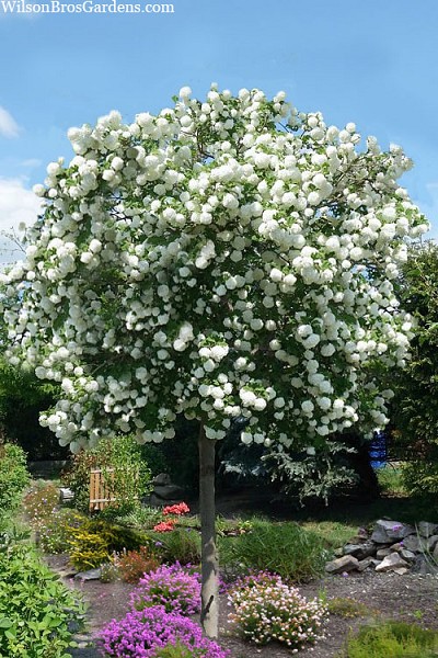 European Snowball Viburnum - Single Trunk Tree Form - 7 Gallon Pot